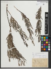 Foto von Salix repens subsp. rosmarinifolia (L.) Andersson